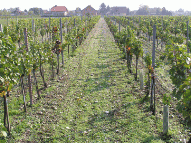 Weingarten1.gif